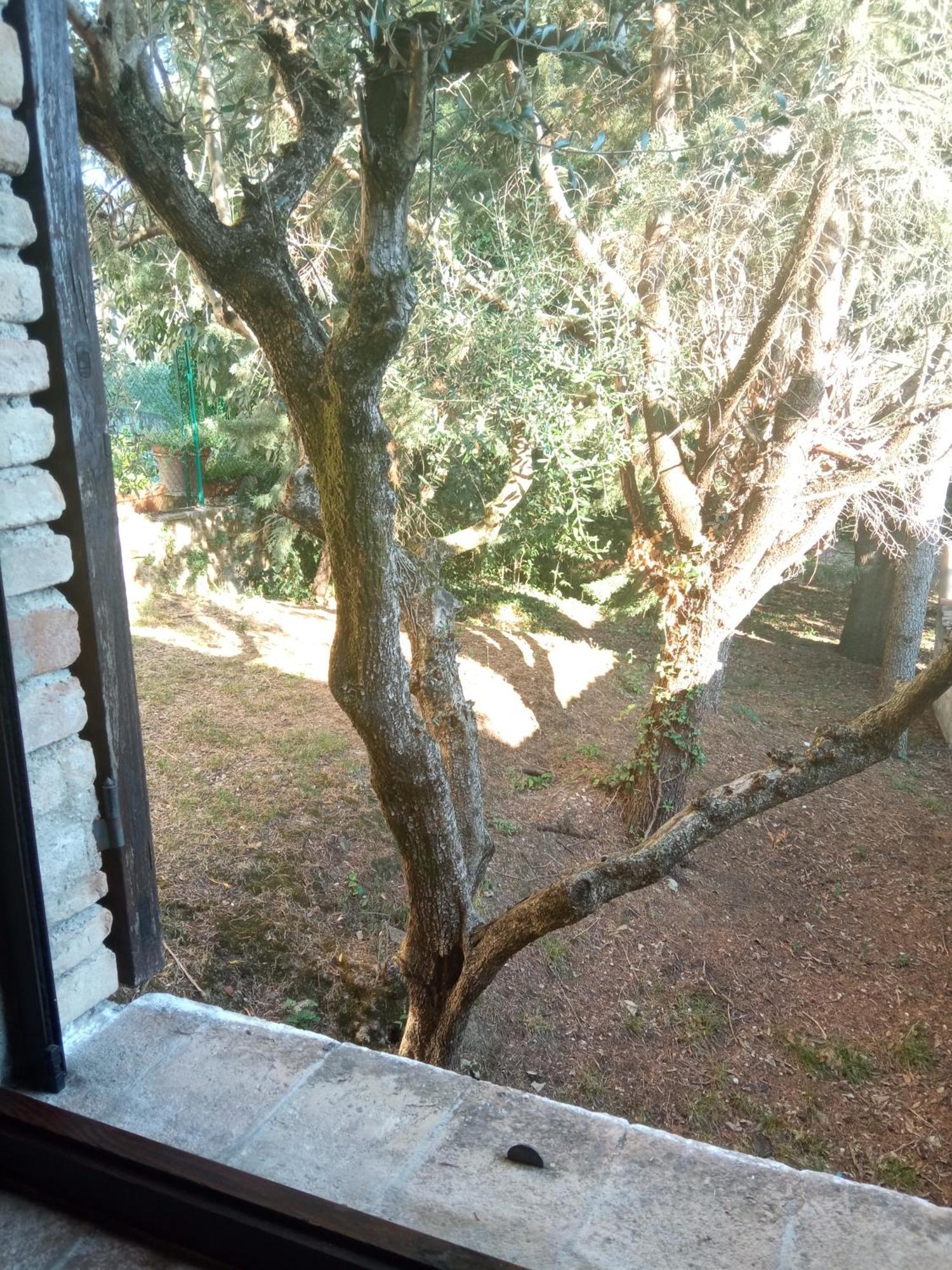 All'Ombra Di San Damiano アッシジ エクステリア 写真